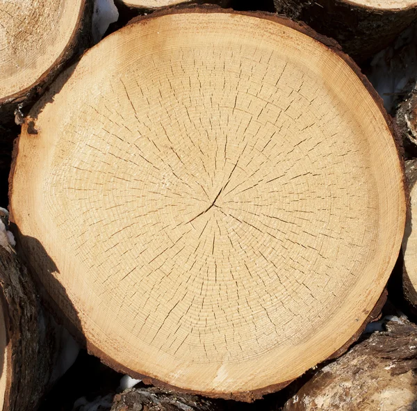 Trozo de árbol talado, sección del tronco con anillos anuales — Foto de Stock