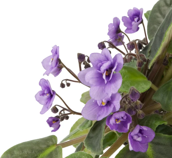Violets on white isolated background — Stock Photo, Image