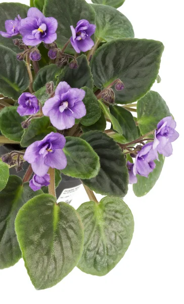 stock image Violets on white isolated background