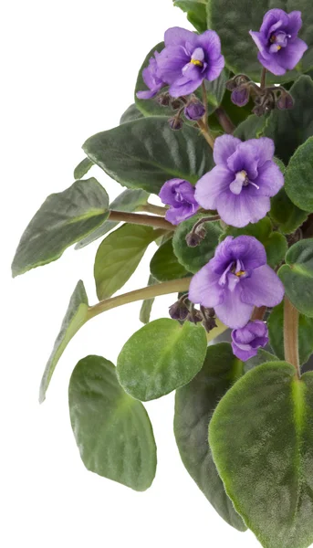 stock image Violets on white isolated background