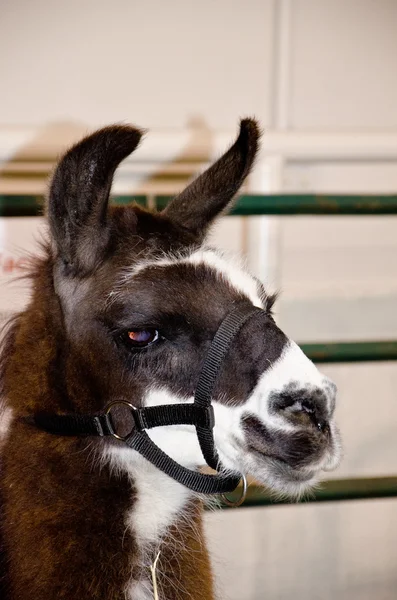 stock image Alpaca close up head shot with fence in background