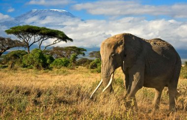 Lone elephant in front of Mt. Kilimanjaro clipart