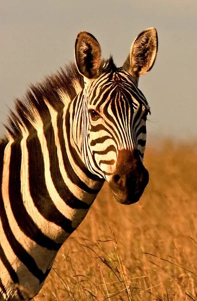 A zebra hanyatt-homlok megtekintése — Stock Fotó