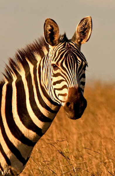 Headlong view of zebra in Kenya