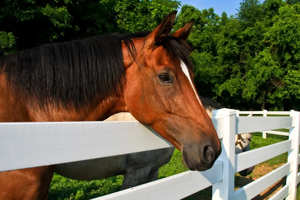 Brun häst i Hagen — Stockfoto