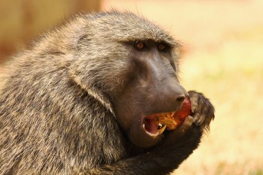 Baboon eating fruit clipart