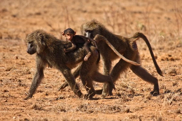 Familia de babuinos caminantes — Foto de Stock