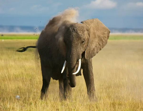 먼지가 코끼리 — 스톡 사진