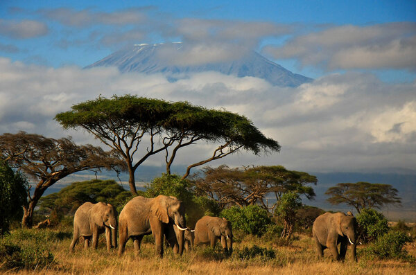 Семья слонов перед горой. Килиманджаро, Кения

