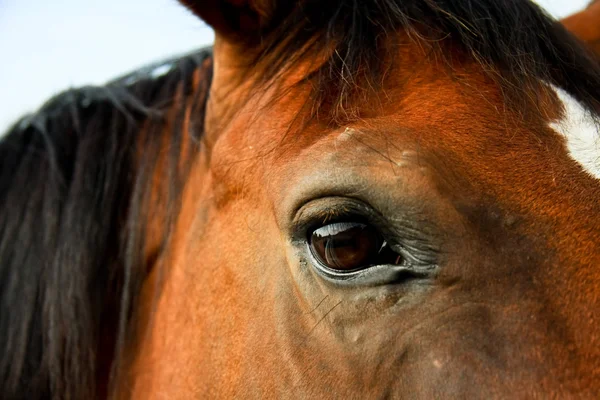 Brown horse close-up — Stock Photo, Image