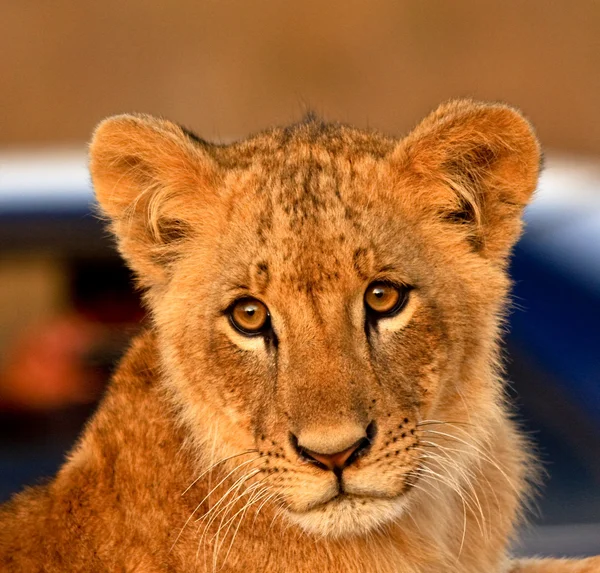 Sweet lion cub — Stock Photo, Image
