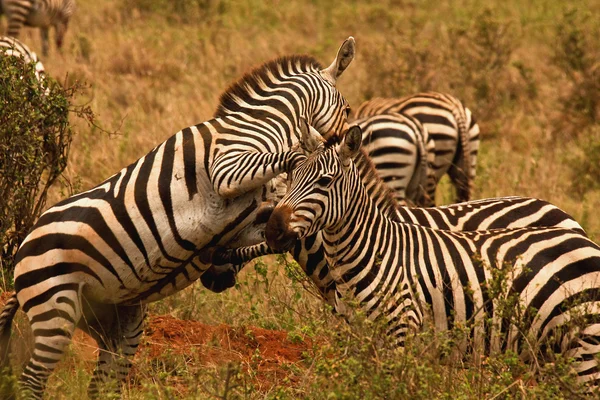 Kampf gegen Zebrahengste — Stockfoto