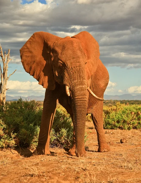 햇빛에 있는 코끼리 — 스톡 사진