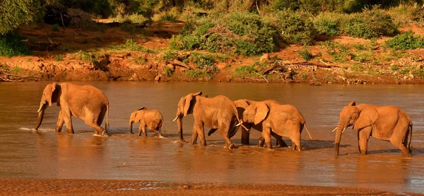 코끼리 가족 건너 강 — 스톡 사진