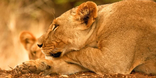 休息的母狮 — 图库照片