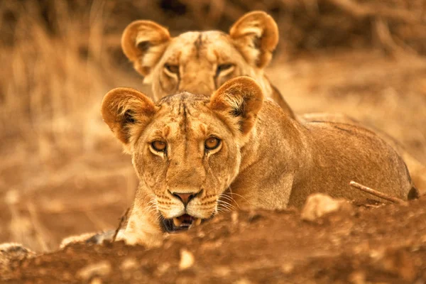 Sepasang singa betina menatap kamera — Stok Foto