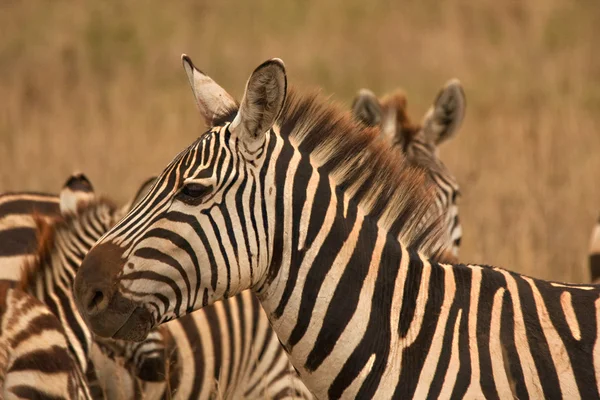 Zebra in herd — Stock Photo, Image