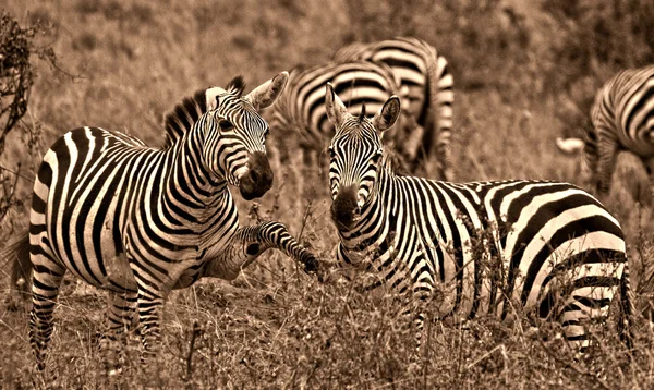 Sepia-Zebras — Stockfoto