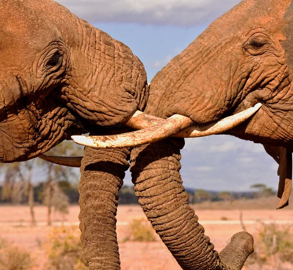 Luchando contra hermanos elefantes Imagen de archivo