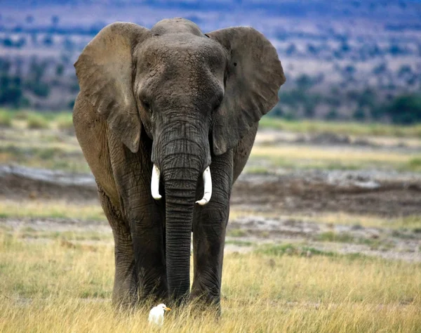 Elefante solitário em savana com garça — Fotografia de Stock
