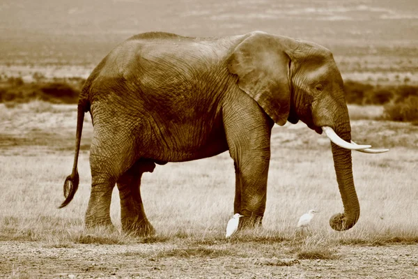 Lone afrikansk elefant med nötkreatur hägrar — Stockfoto