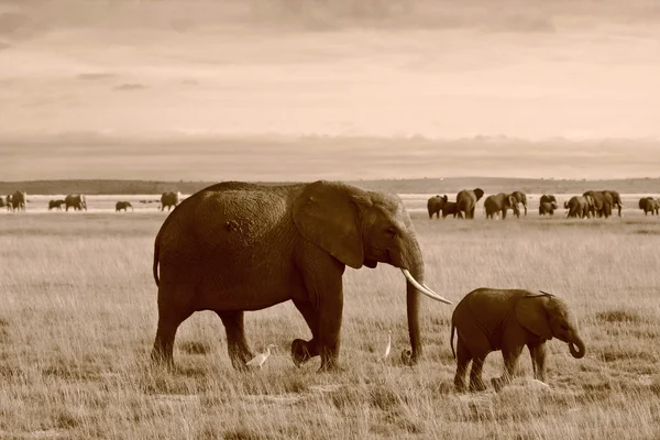Mother African elephant and calf in front of herd in sepia — Stock Photo, Image