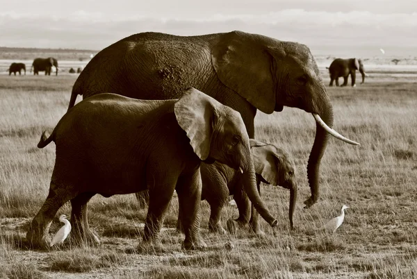 Elefante familia caminando con garzas —  Fotos de Stock