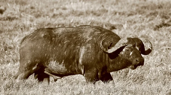 stock image Sepia cape buffalo