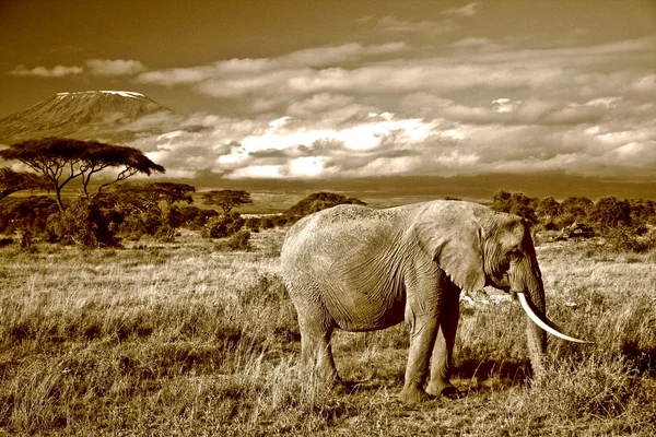 Lone elefant framför berget kilimanjaro i sepia — Stockfoto