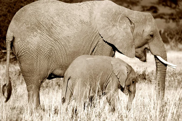 Mother and calf elephant walking in grass, sepia — Stock Photo, Image