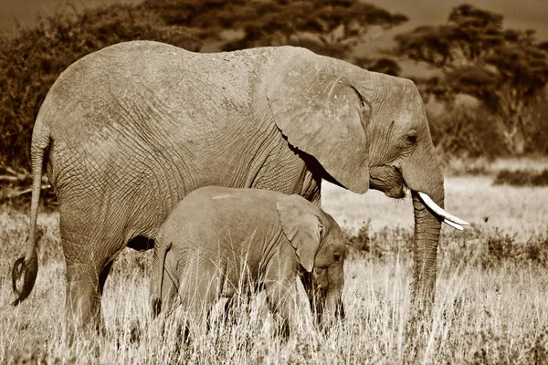 Matka a tele sloni — Stock fotografie