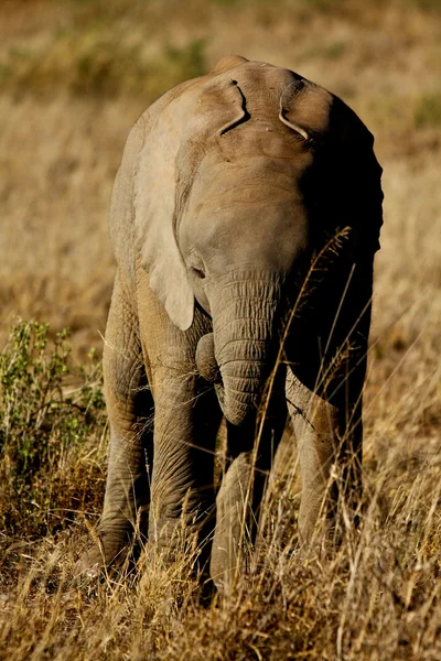 Baby elephant in grassland — Stock Photo, Image