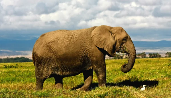 Африканский слон ходит с цаплей — стоковое фото