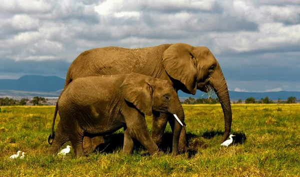 Mother African elephant and calf walking with cattle egrets — Stock Photo, Image