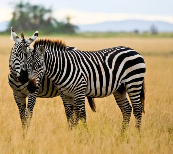 Amigos de zebra Imagem De Stock
