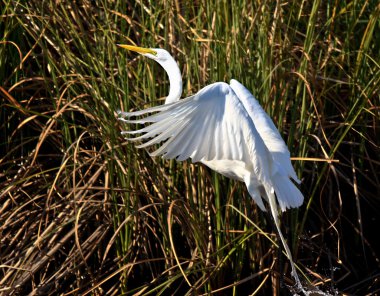 Great egret taking flight clipart