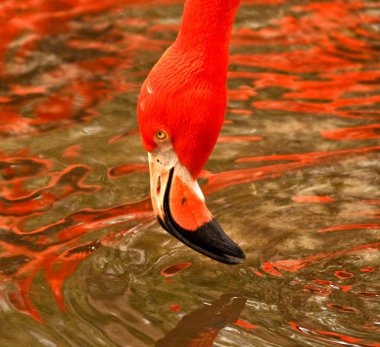 Greater flamingo head above water clipart