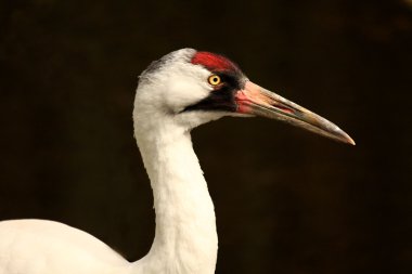 Whooping crane looking right clipart