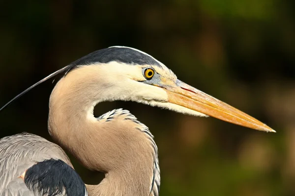Great blue heron facing right — Stock Photo, Image