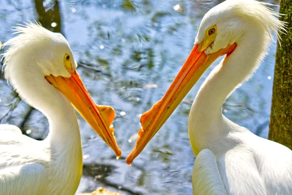 Zwei amerikanische weiße Pelikane — Stockfoto