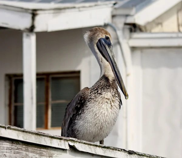 Pelikan samotny na dachu — Zdjęcie stockowe