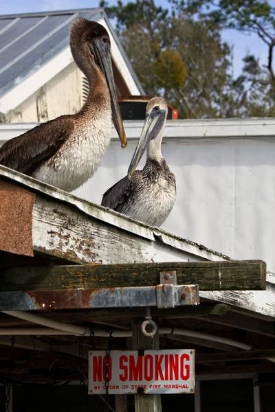 Dois pelicanos em um telhado — Fotografia de Stock