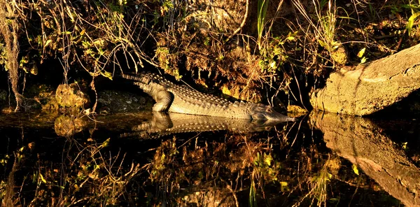 stock image Florida alligator on riverbank