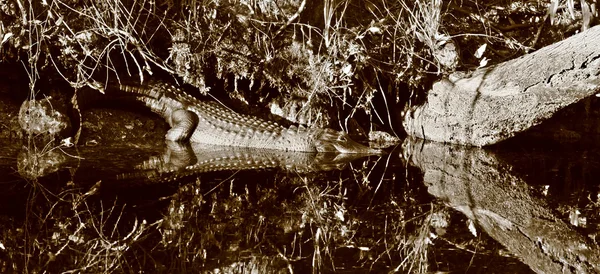 Amerikaanse alligator op rivieroever, sepia — Stockfoto