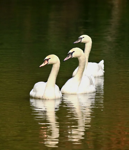 Trío de cisnes mudos — Foto de Stock