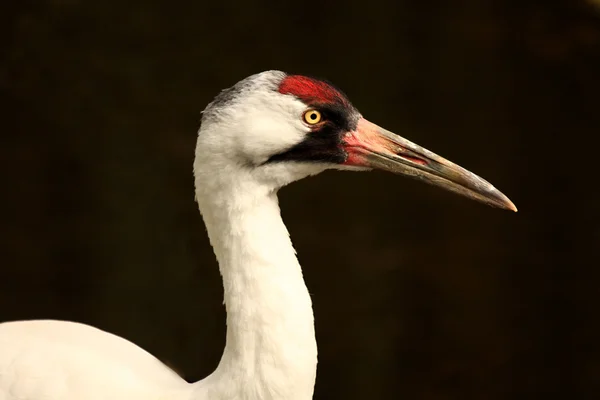 Whooping crane looking right — Stock Photo, Image