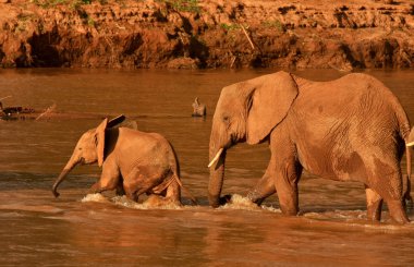 Mother and calf african elephant crossing river clipart