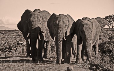 Üç Afrika filleri boyutu azalan