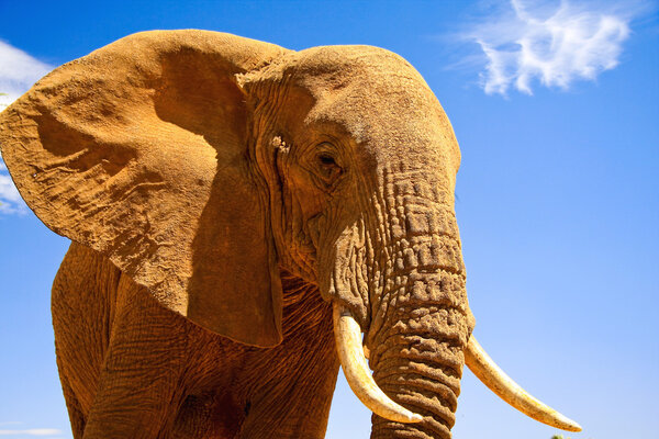 A male African elephant against a clear blue sky