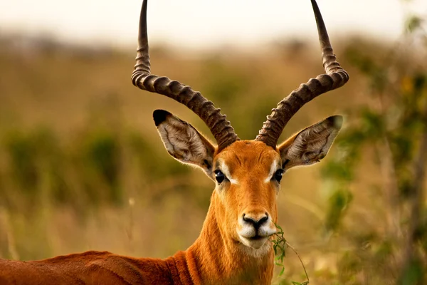 Impala-Männchen kauen Gras — Stockfoto